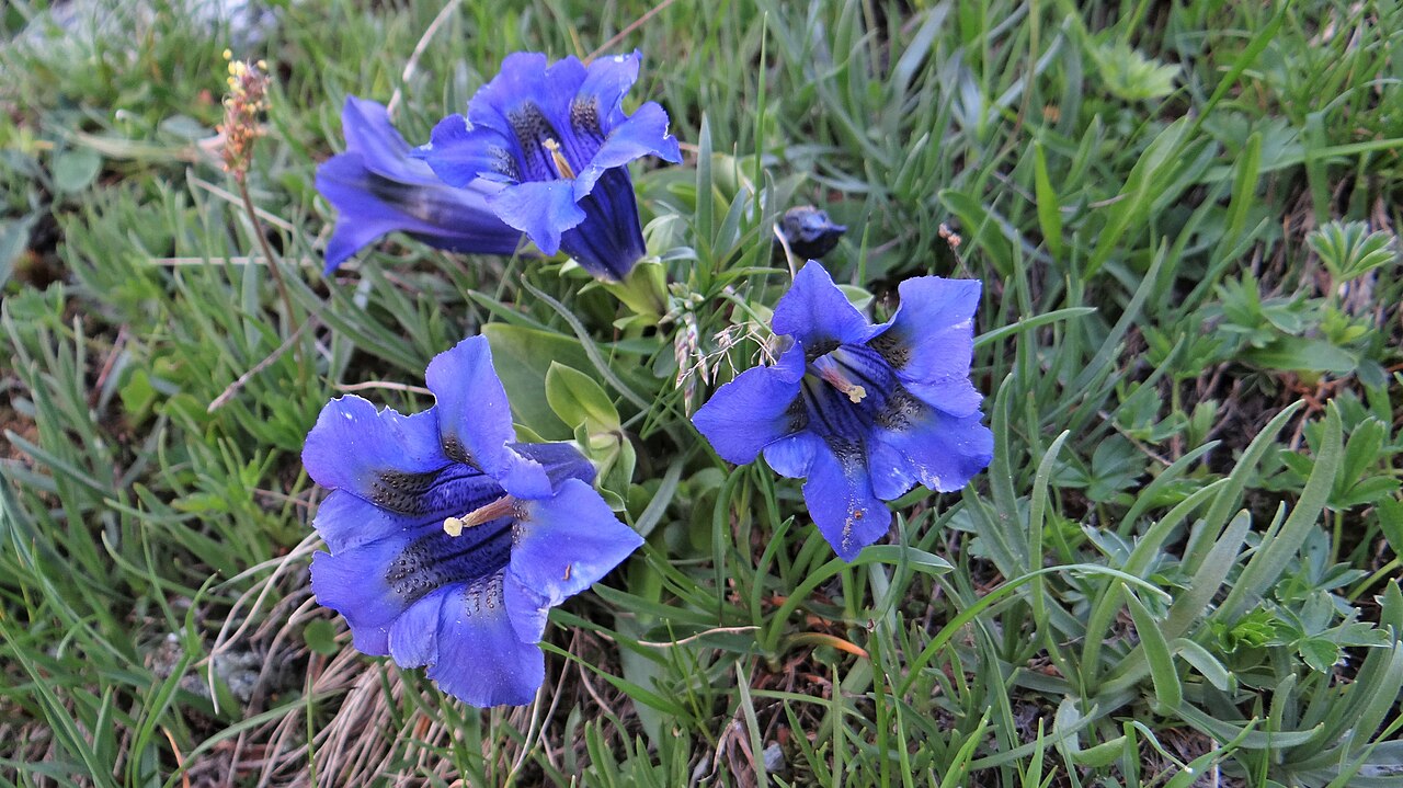 Gentiana alpina: Gentianes des Alpes en Vanoise, 2020