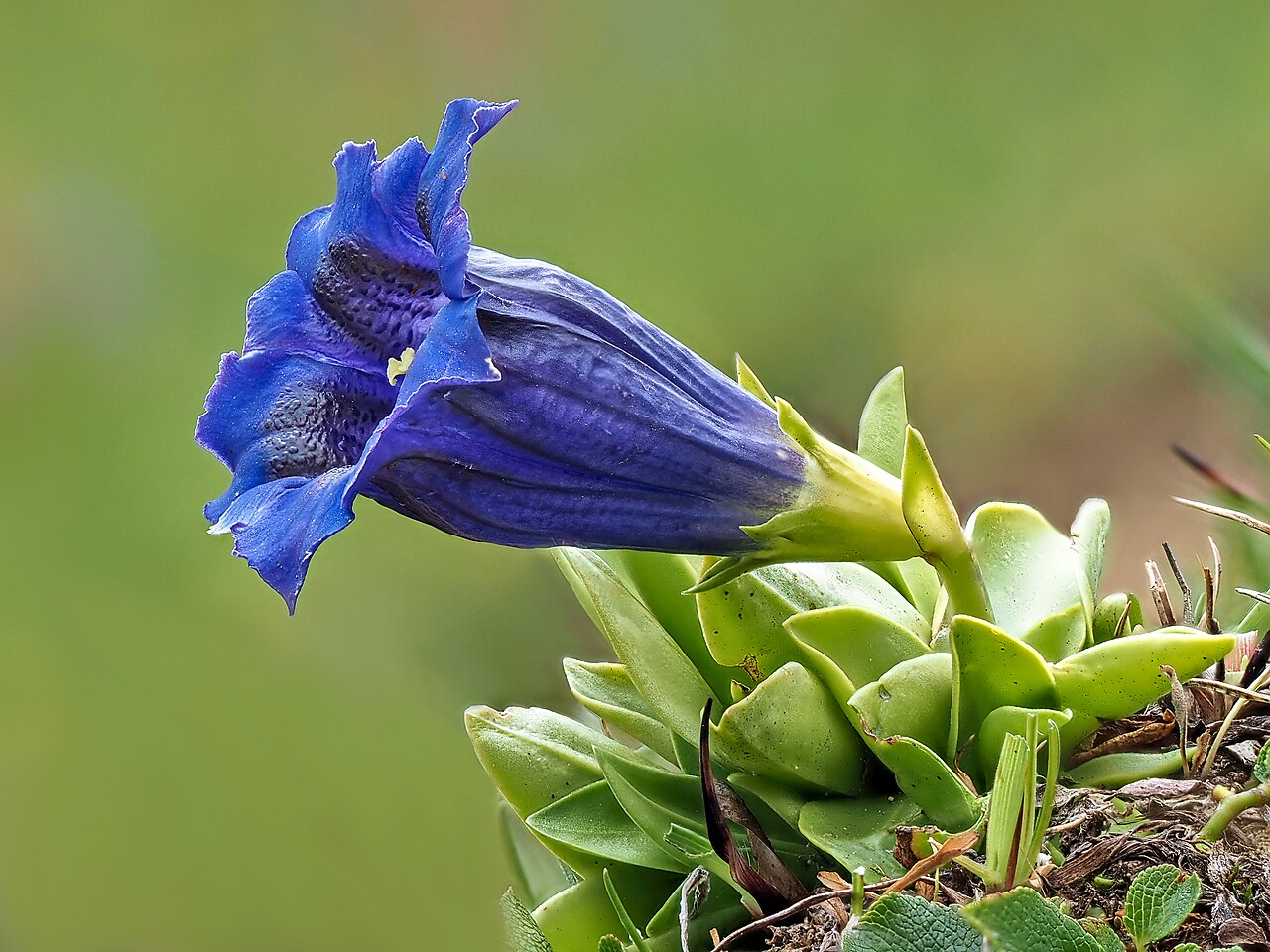 Gentiana alpina: Gentiana alpina is a species of the genus Gentiana belonging to the Gentian family. It is an annual plant. The leaves accumulate at the base of the stem with ca