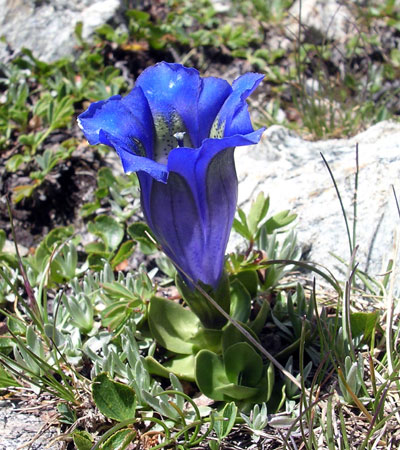 Gentiana alpina: Gentiana alpina