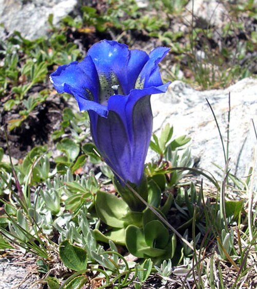 Gentiana alpina: Gentiana alpina