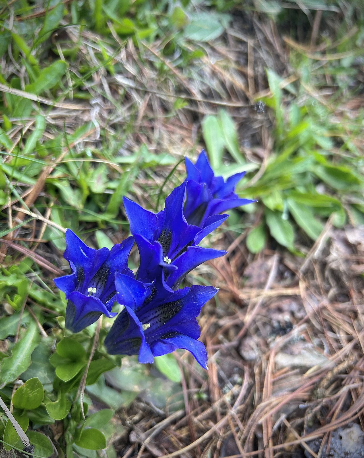 Gentiana alpina: Gentiane des Alpes, Alpine gentian, found on the hills of Chamrousse, Isère department, Auvergne-Rhône-Alpes region, France 🇫🇷