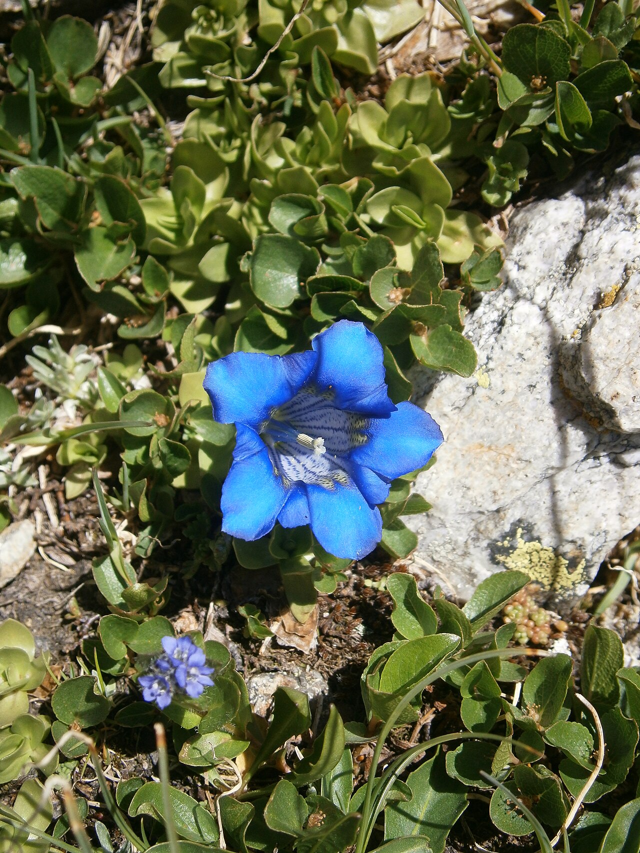 Gentiana alpina: Gentiana alpina