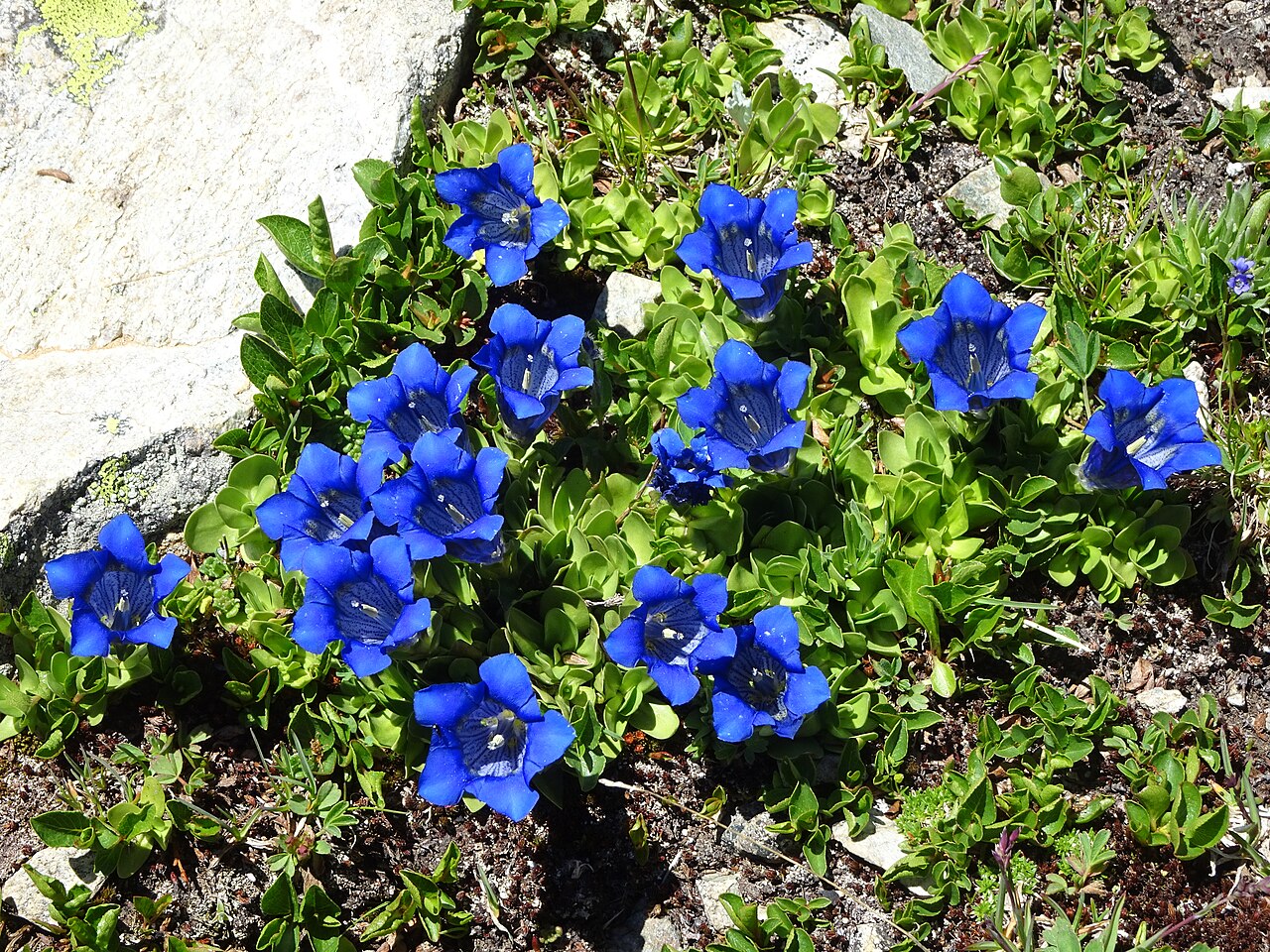 Gentiana alpina: Gentiana alpina