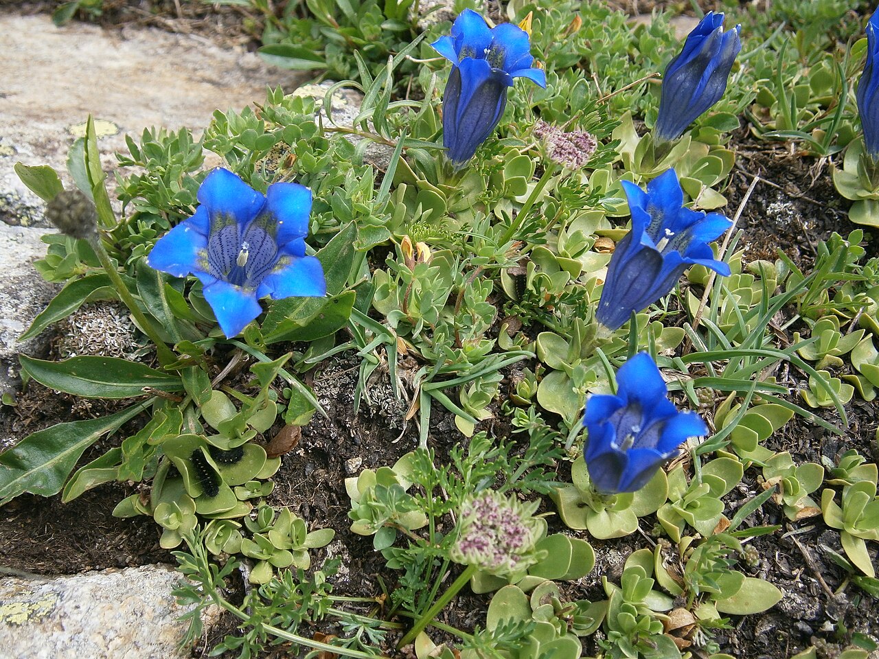 Gentiana alpina: Gentiana alpina