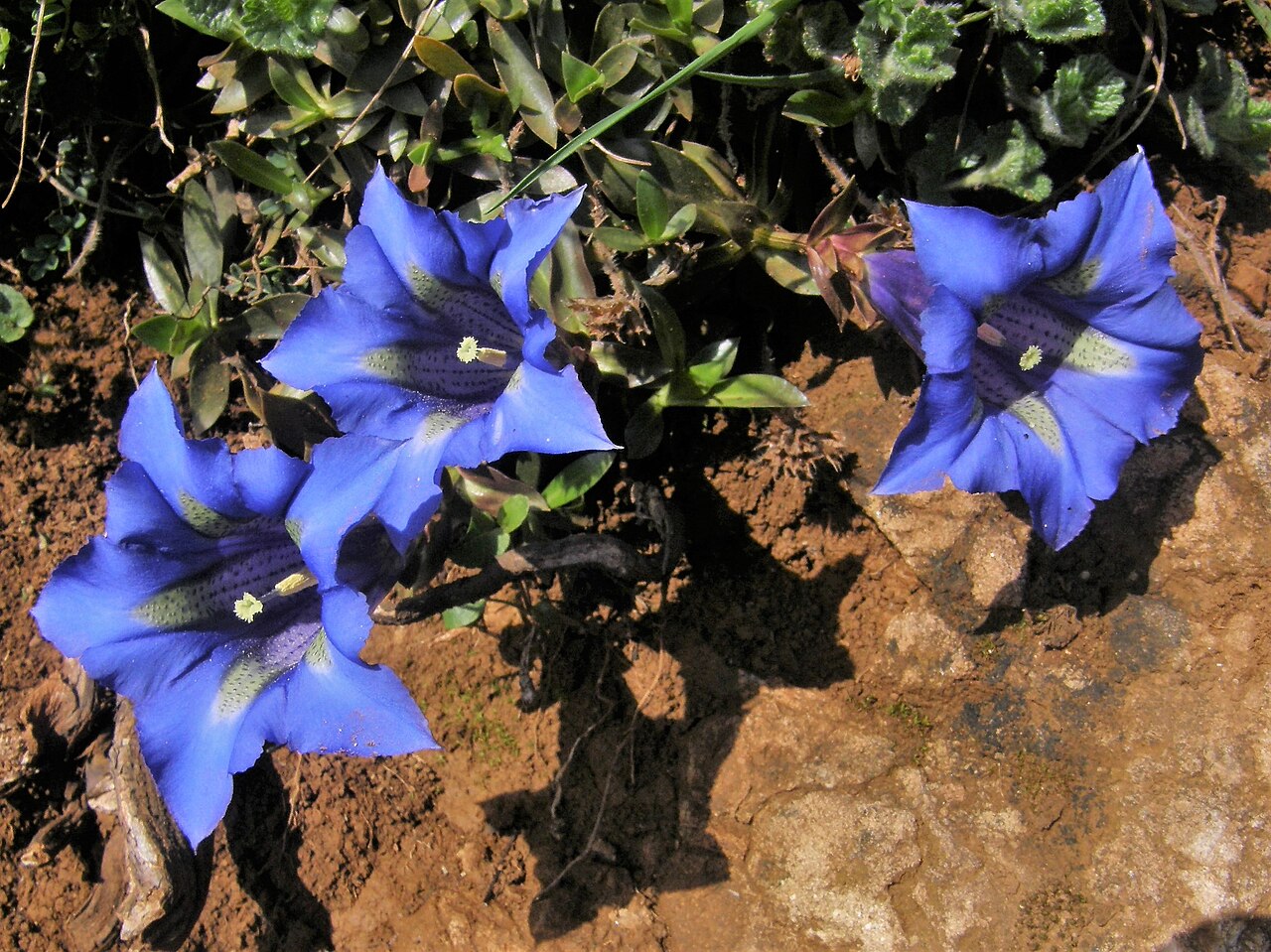Gentiana angustifolia: Gentiana angustifolia. Barbes de cuquiellu.