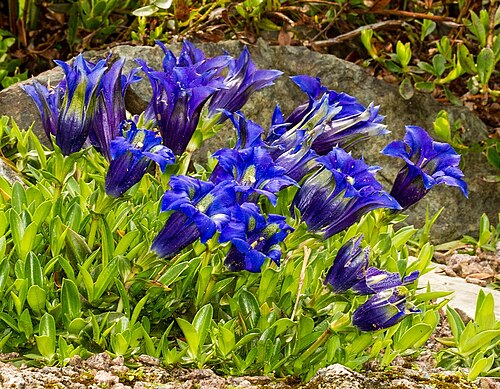 Gentiana angustifolia: Arktisch-alpiner Garten Chemnitz : Enzian Gentiana angustifolia subspec. corbariensis