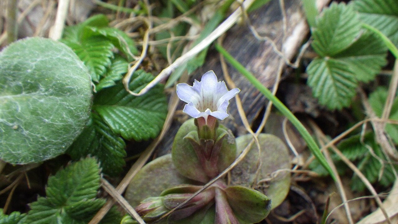 Gentiana aquatica: Gentiana aquatica laeviuscula