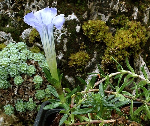 Gentiana arethusae: Plante vivace de la Chine (sud-ouest du Sichuan,nord-ouest du Yunnan et sud-est du tibet) sur pelouses alpine, entre 3800 et 4600 m.
