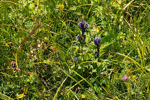 The willow gentian: Ein Schwalbenwurz-Enzian ( Gentiana asclepiadea ) im Ettaler Weidmoos.