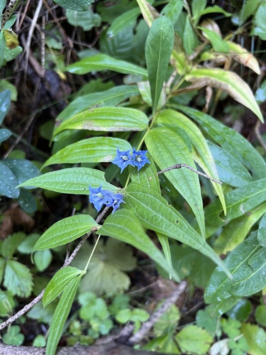 The willow gentian (Gentiana asclepiadea)