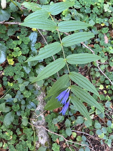 The willow gentian (Gentiana asclepiadea)