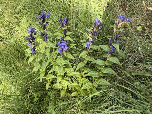 The willow gentian (Gentiana asclepiadea)