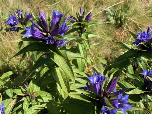 The willow gentian (Gentiana asclepiadea)