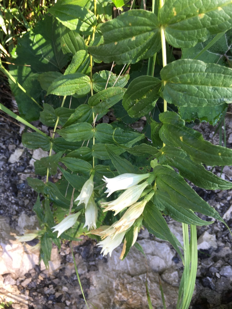 The willow gentian (Gentiana asclepiadea)