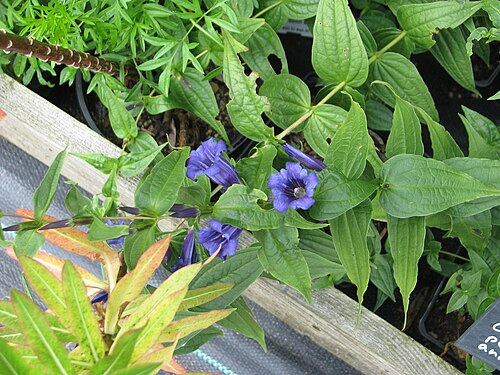 The willow gentian: From fresh seed collected from the naturalised plants at Pool Meadow