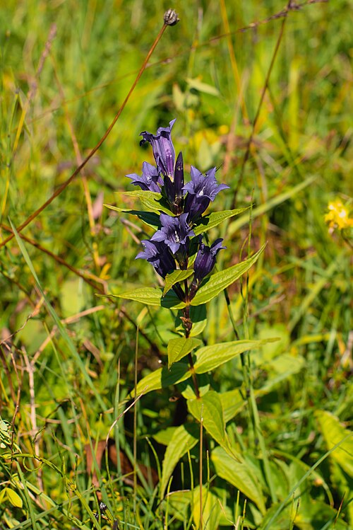 The willow gentian: Ein Schwalbenwurz-Enzian ( Gentiana asclepiadea ) im Ettaler Weidmoos.