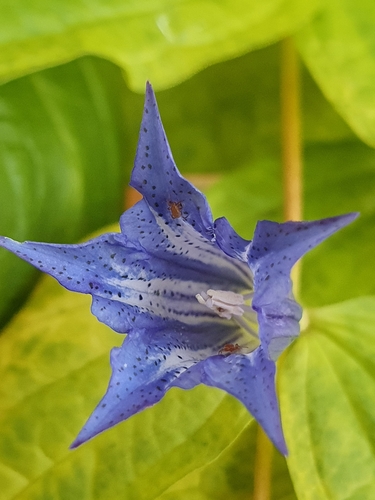 The willow gentian (Gentiana asclepiadea)