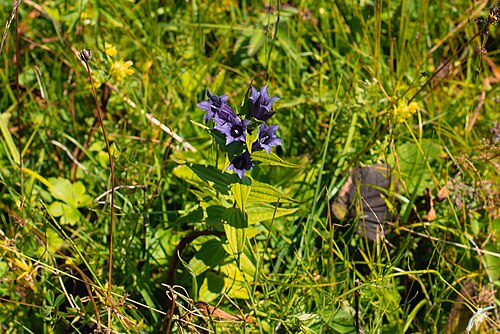 The willow gentian: Ein Schwalbenwurz-Enzian ( Gentiana asclepiadea ) im Ettaler Weidmoos.
