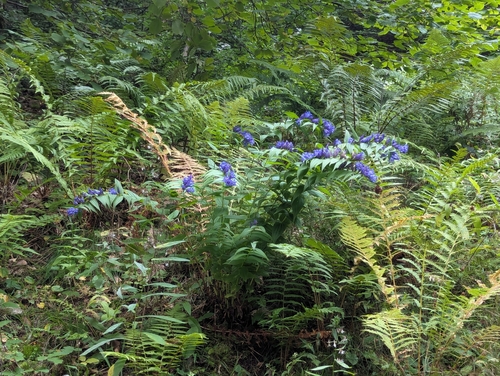 The willow gentian (Gentiana asclepiadea)