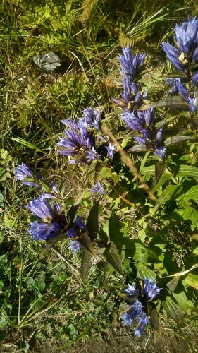 The willow gentian (Gentiana asclepiadea)