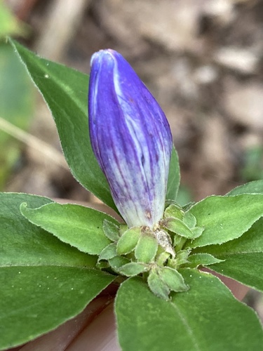 Appalachian gentian (Gentiana austromontana)