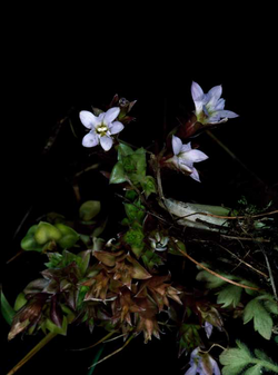 Gentiana baeuerlenii: Gentiana baeuerlenii growing in the Australian National Botanic Garden