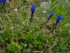 Gentiana bavarica (Gentiana bavarica)