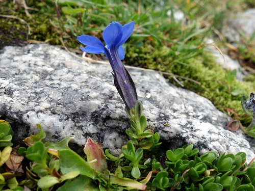 Gentiana bavarica (Gentiana bavarica)