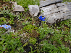 Gentiana bavarica (Gentiana bavarica)