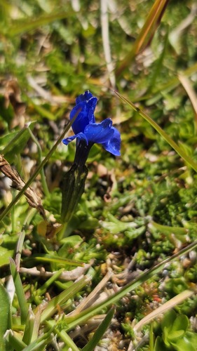 Gentiana bavarica (Gentiana bavarica)