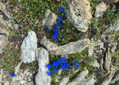 Gentiana bavarica (Gentiana bavarica)
