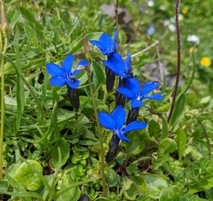 Gentiana bavarica (Gentiana bavarica)