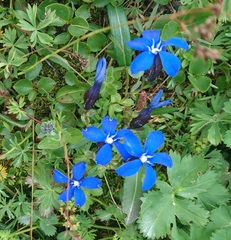 Gentiana bavarica (Gentiana bavarica)