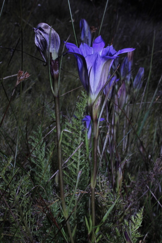 Gentiana bicuspidata (Gentiana bicuspidata)