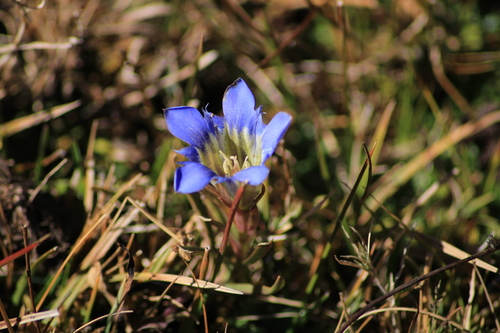 Gentiana bicuspidata (Gentiana bicuspidata)
