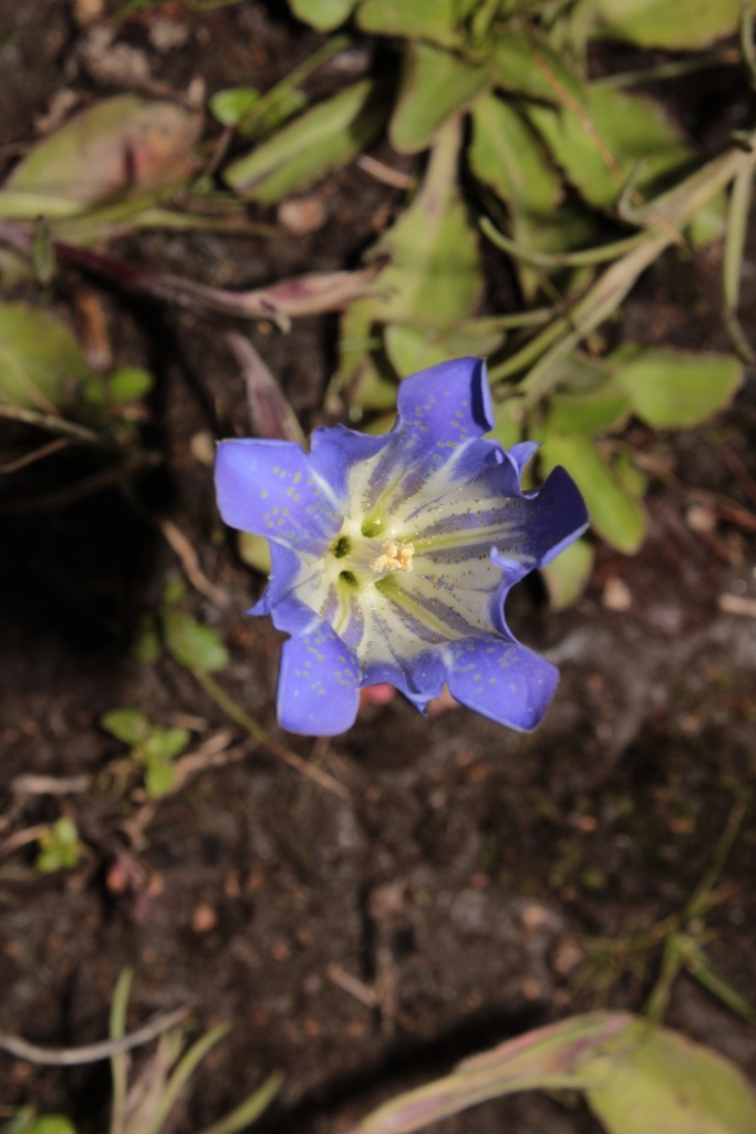 Gentiana bicuspidata (Gentiana bicuspidata)