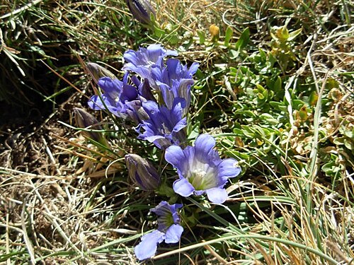 Gentiana boissieri: Gentiana boissieri