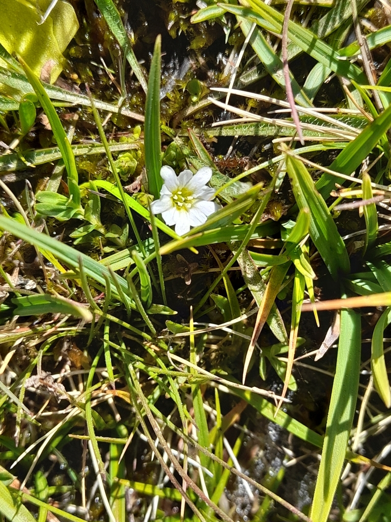 Gentiana boryi (Gentiana boryi)