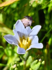 Gentiana boryi (Gentiana boryi)