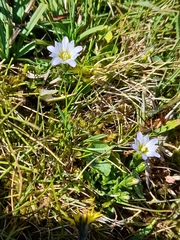 Gentiana boryi (Gentiana boryi)