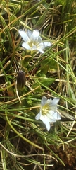 Gentiana boryi (Gentiana boryi)