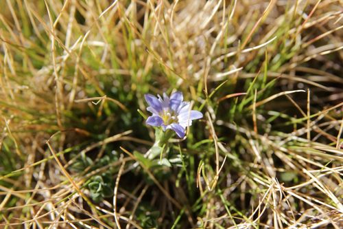 Gentiana boryi (Gentiana boryi)