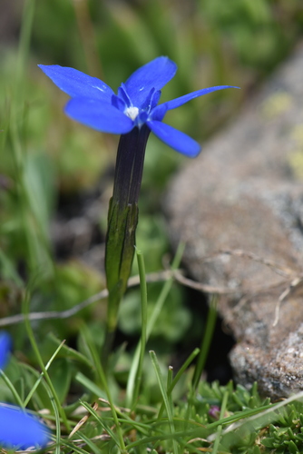 Gentiana brachyphylla (Gentiana brachyphylla)