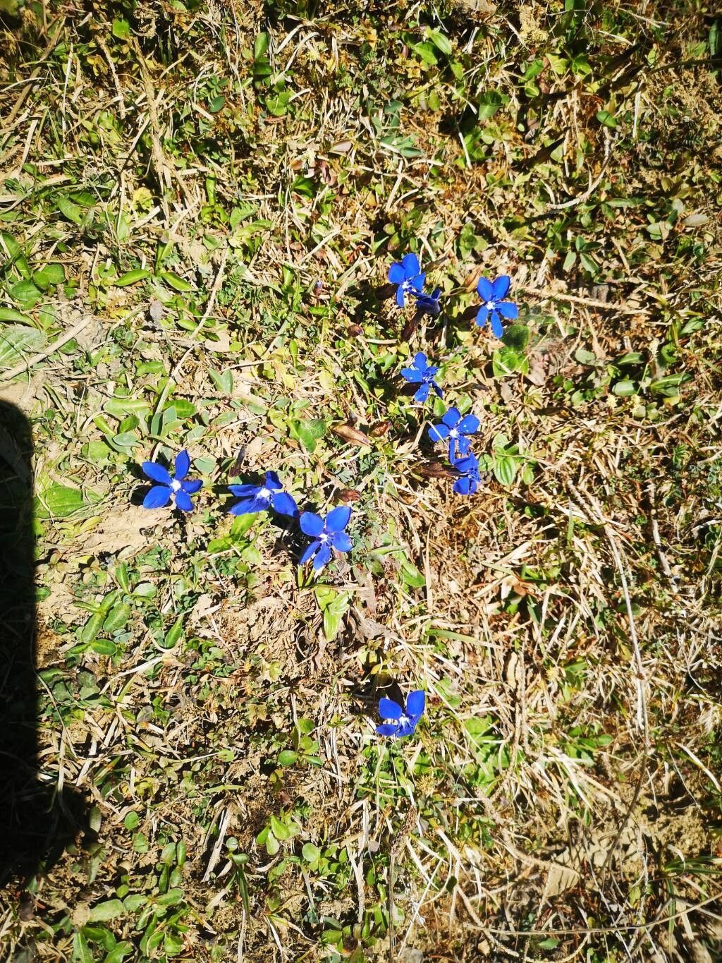 Gentiana brachyphylla (Gentiana brachyphylla)