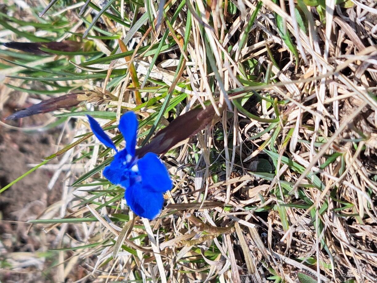 Gentiana brachyphylla (Gentiana brachyphylla)