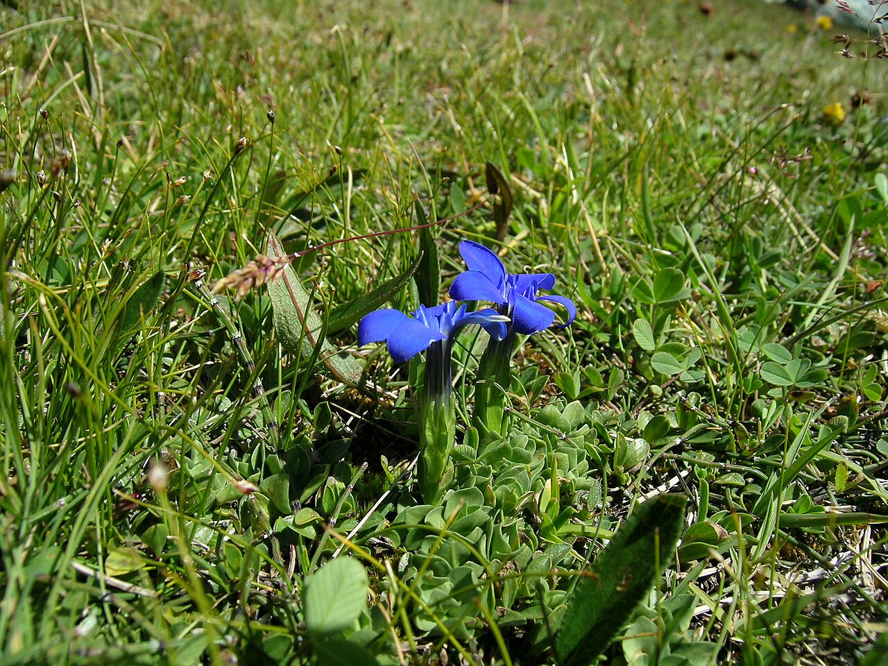 Gentiana brachyphylla: Gentiana brachyphylla Zermatt, beneath Gornergrat (Kanton Wallis, Switzerland), 2800 m Author: Roland Teuscher – own photograph Date: 2.08.06