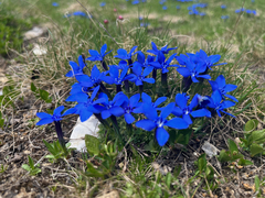 Gentiana brachyphylla (Gentiana brachyphylla)