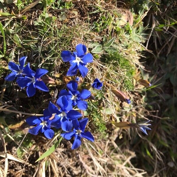 Gentiana brachyphylla (Gentiana brachyphylla)