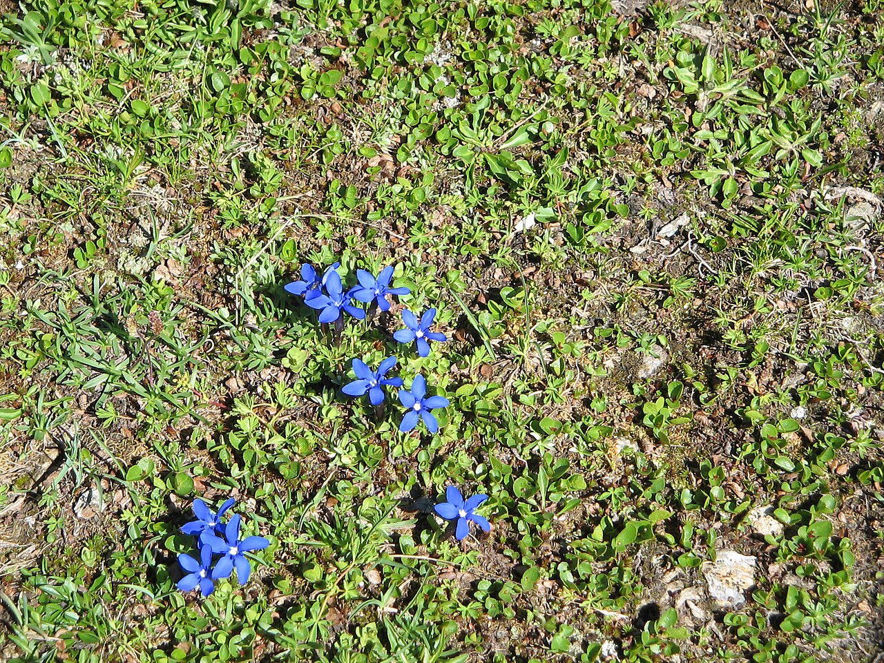 Gentiana brachyphylla: Groupe de Gentiana brachyphylla photographié cet été dans la Vanoise