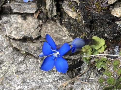 Gentiana brachyphylla (Gentiana brachyphylla)